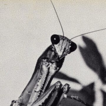 Thumbnail for Episode 2352: March 2026 New Music 3: Requin Chagrin, Courtney Barnett, Neurosis